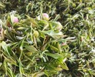 臨沂特產(chǎn)送人必買(mǎi)清單？