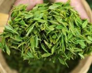 茶樹產(chǎn)量高嗎？一畝產(chǎn)多少斤？
