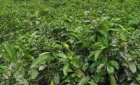 2024年4月茶樹最新詳情：茶樹過度種植、供過于求