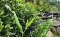 4月19日最新咨詢：“七安紅”春茶開始采收，新